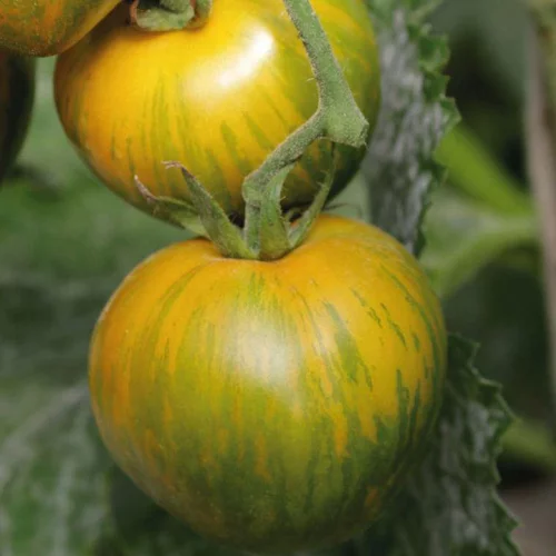 Une solution pratique pour le jardin：Tomate Ronde Green Zebra bio. Le pot de 9 x 9 cm