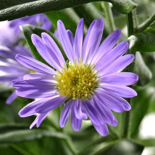 Pour embellir le jardin:Aster à fleurs multicolores - Le pot de 0,5 litre