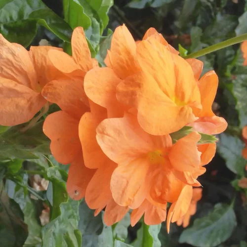 Solution au jardin：Crossandra - Le pot de 2,5 litres