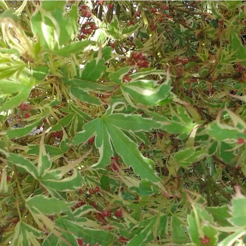 Votre allié au jardin:Érable du Japon Butterfly vert marginé crème. Le pot de 5 litres, 60/80 cm