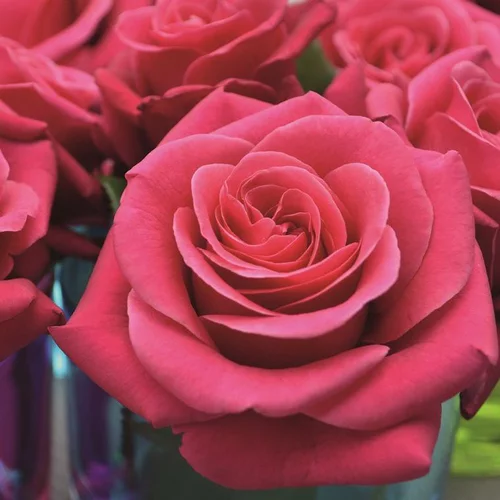 Extérieur solution:Rosier Pink Voluptia rose. Le pot de 5 litres