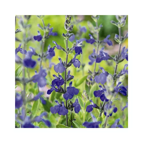 Choix pratique：Sauge vivace blue note en pot de 3 litres