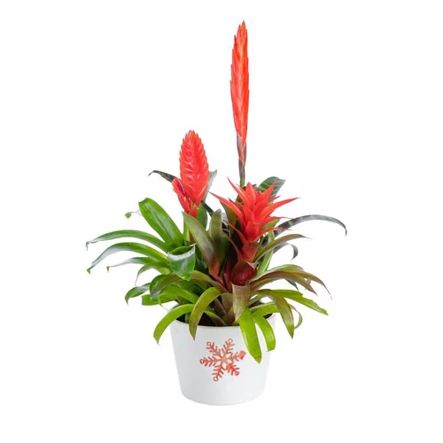 Une solution pratique pour le jardin:Bromelaciée en coupe Ø 16 cm