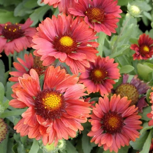 Nature extérieur：Gaillarde arizona red shades rouge en pot de 2 L