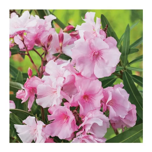 Pour donner du style au jardin：Laurier Rose Louis Pouget. Le pot de 7 litres