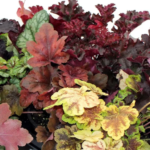 Pour votre jardin:Heuchère Sweet Princess - Le pot de 1 litre