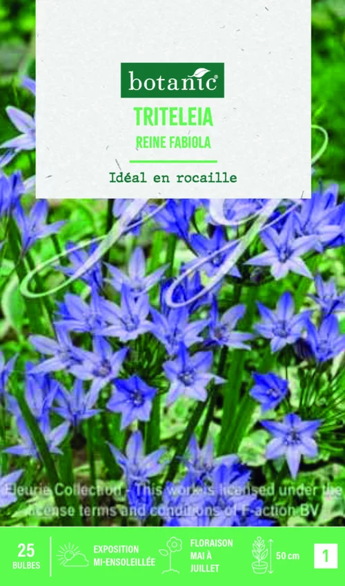 Pour mieux vivre dehors:Bulbes de fleurs Triteleia Reine Fabiola botanic® – 25 bulbes