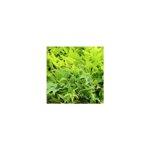Jardin confort:Nandina lemon and lime jaune en pot