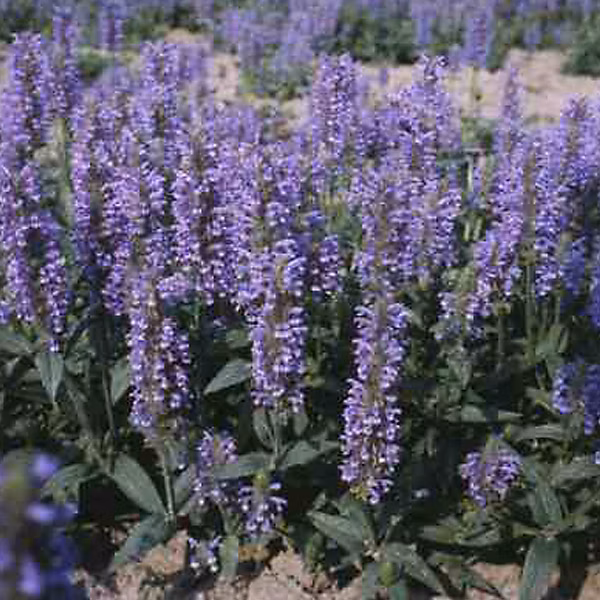 6 x Chataire nervurée – Nepeta nervosa | godet 9cm x 9cm