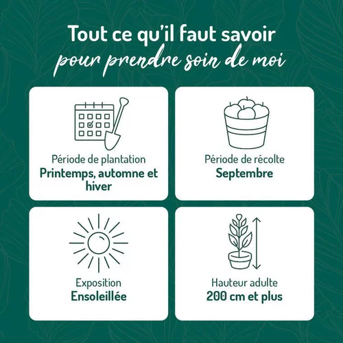 Bien au jardin：Vigne Fragola Bianca Bio. Le pot de 6 litres