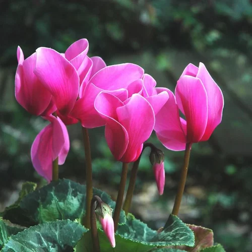 Pour le jardin:Mini cyclamen multicolore. La jardinière de 40 cm