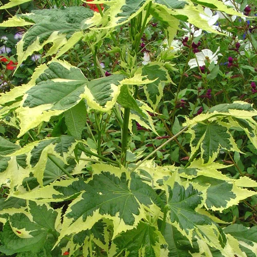 Espace vert moderne：Abutilon Panache. Le pot de 1,4 litre