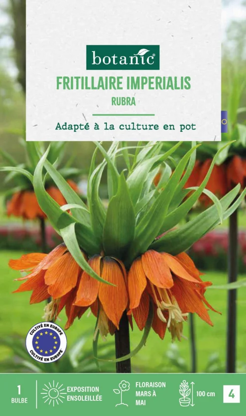 Parfait au jardin:Fritillaire Rubra botanic® - 1 bulbe