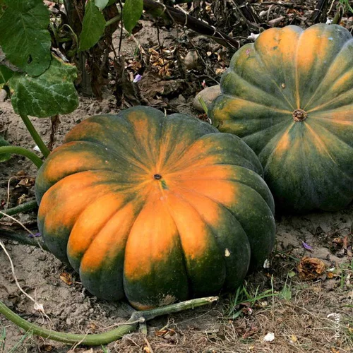 Une solution pour le jardin：Courge Musquee De Provence Bio. La barquette de 6 plants