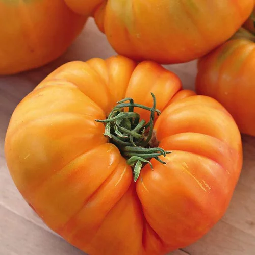 Jardin à vivre：Plant Greffe Tomate Côtelee Ananas Bio. Le pot de 1 litre