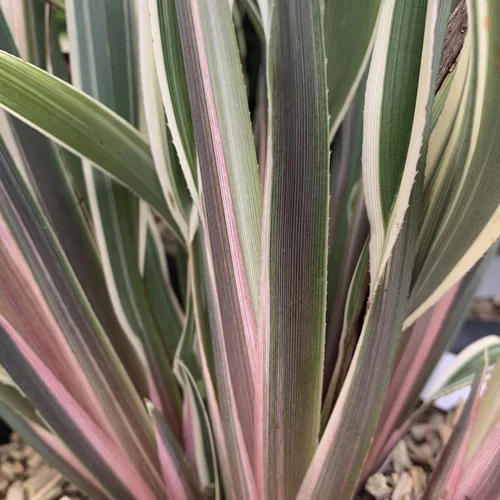 Pour tous vos besoins extérieurs:Dianella Tasmanica Wyeena. Le pot de 3 litres