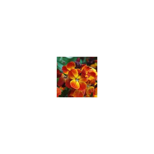 Une idée pour le jardin：Giroflée ravenelle - Coupe de 23 cm