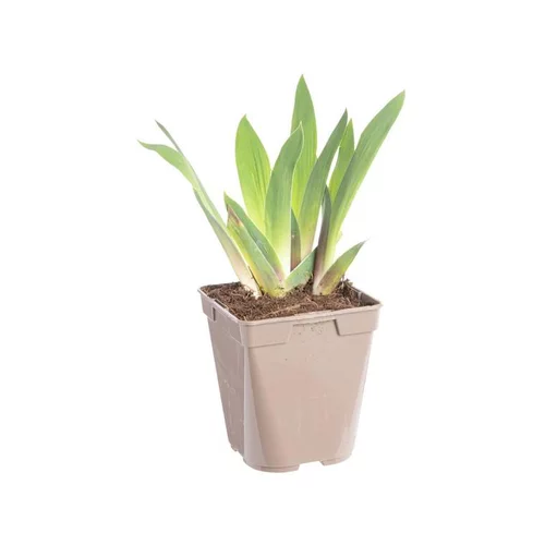 Confort jardin：Iris des jardins Stepping Out - Le pot de 2 litres