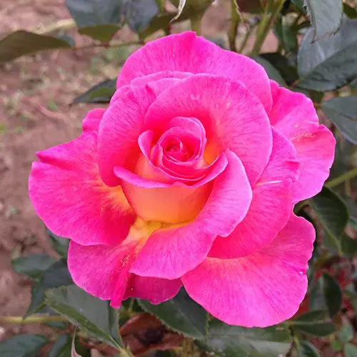 L’essentiel pour l’extérieur：Rosier Pink Paradise® Delfluoros coloris rose