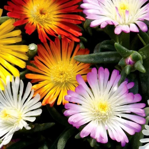 L’essentiel pour le jardin：Delosperma Jewel of the Desert ou Pourpier vivace à fleurs multicolores - Le pot de 1 litre