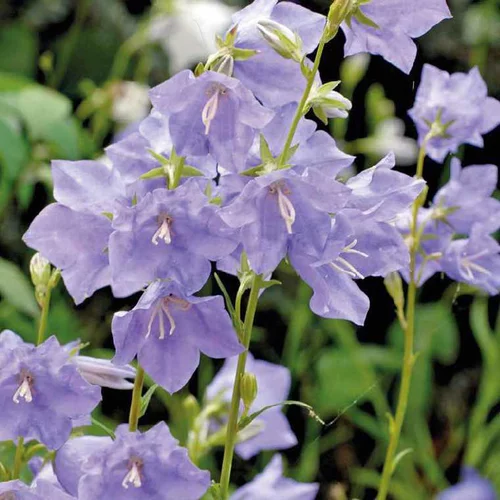 Jardin à organiser：Campanula Thorina - Le pot de 10,5 cm