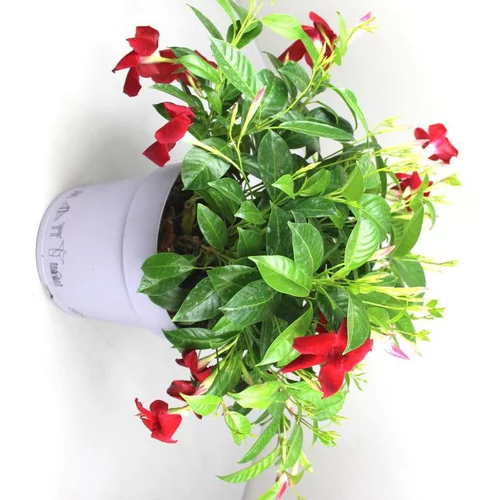 Sélection pour le jardin:Dipladénia Buisson Fushion California - Le pot de 4 litres