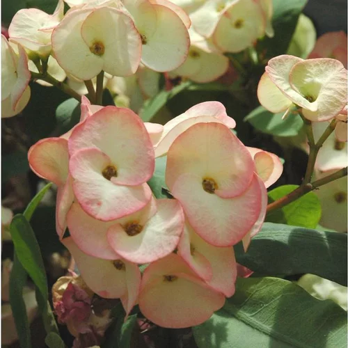L’allié du jardin:Euphorbe Milli - La coupe de 23 cm