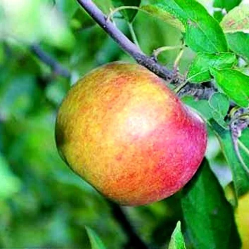 Extérieur fonctionnel：Pommier Belle De Boskoop. Le pot de 10 litres forme gobelet