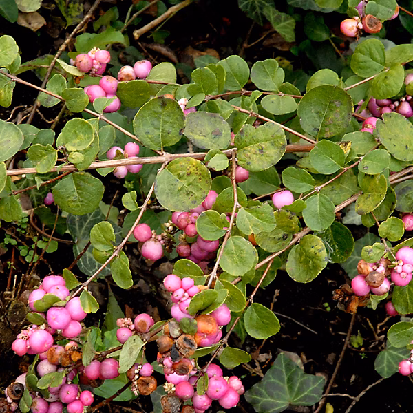 2 x Symphorine 'Amethyst' | Symphoricarpos doorenbos 'Amethyst' – 50 – 60 cm pot