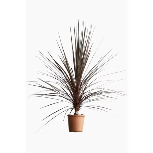 Espace vert utile：Cordyline Atropurpurea Pot 15L