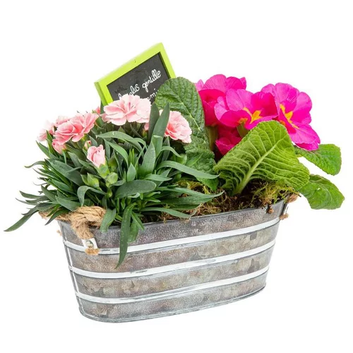 À découvrir pour le jardin：Composition de dianthus primula - La jardinette en zinc blanchie