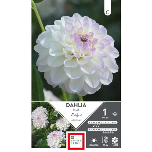 Univers extérieur:Dahlia balle Evelyne blanc pointe mauve Ernest Turc Evelyne - 1 bulbe