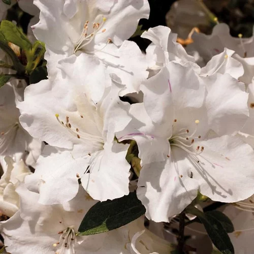 Jardin accessoire：Azalée (Azalea) Encore Lily blanc. Le pot de 4 litres