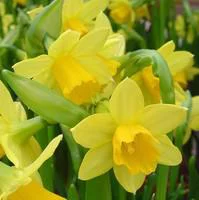 Jardin bien-être:Narcisse tête a tête - Le pot de 10.5 cm