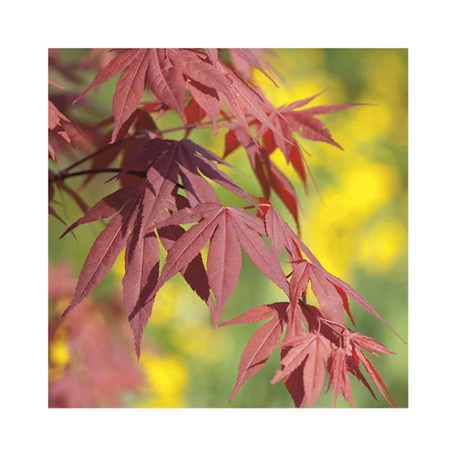 Jardin à découvrir:Erable du Japon (ACER PALMATUM FIRE GLOW ) Le pot de 30 litres