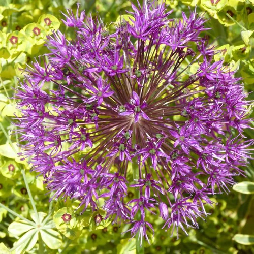 Spécial jardin：Allium (Ail d'ornement) à fleurs multicolores - Le pot de 3 litres
