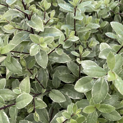Pensé pour vos extérieurs:Pittosporum Tenuifolium Silver Ball. Le pot de 64 litres