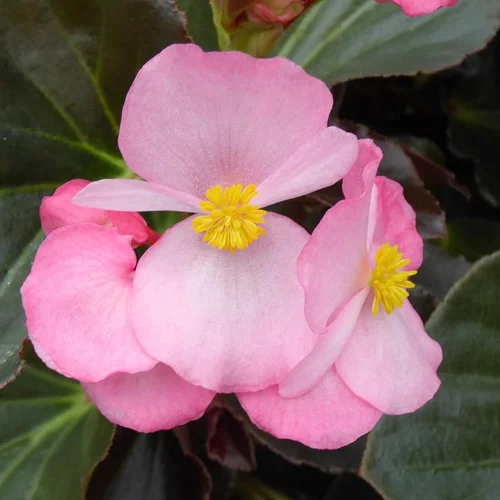 Jardin à organiser：Begonia Semperflorens - Le pot de 13 cm