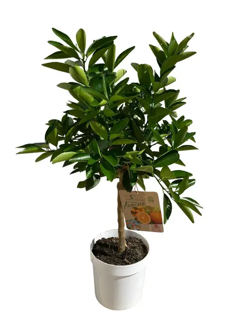 Idéal au jardin：Oranger Tarocco 1/4 tige coloris orange - 5 L