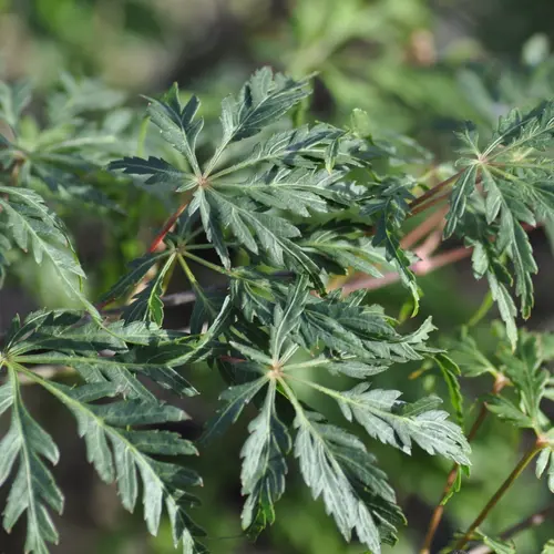 Confort pour le jardin:Erable du Japon (ACER PALMATUM DISSECTUM PALMATIFIDIUM ) Le pot de 50 litres