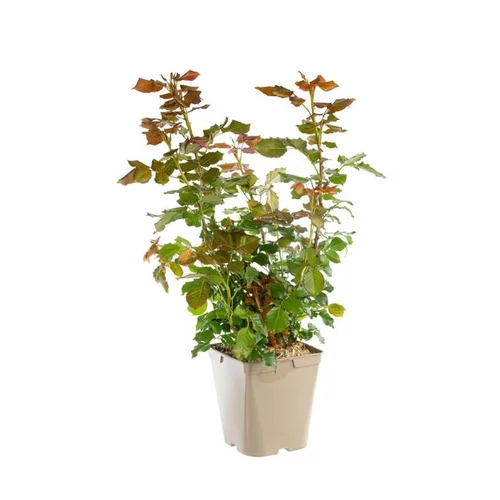 Bien dehors：Rosier Parc de La Vanoise® Label Rouge en pot de 5L