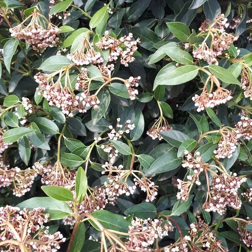 Pour votre espace extérieur：Viburnum Tinus ou Laurier-tin 40/60 cm en pot de 3 L
