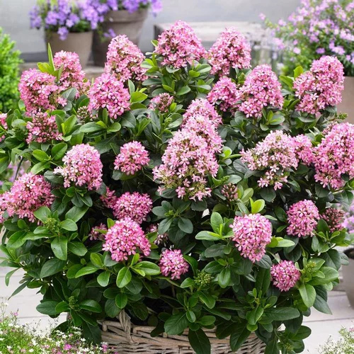 Essentiel extérieur：Escallonia Laevis Pink Elle rose en pot de 8 L