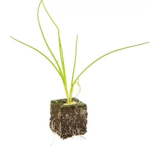 Pratique pour le jardin：Cebette Bio. La motte de 4x4 cm