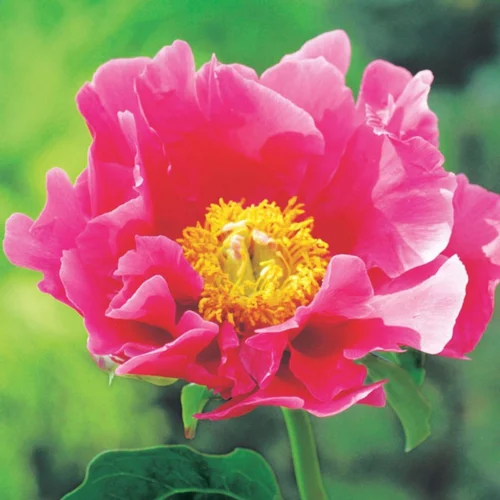 Extérieur utile:Pivoine Paula Fay - Le pot de 2 litres