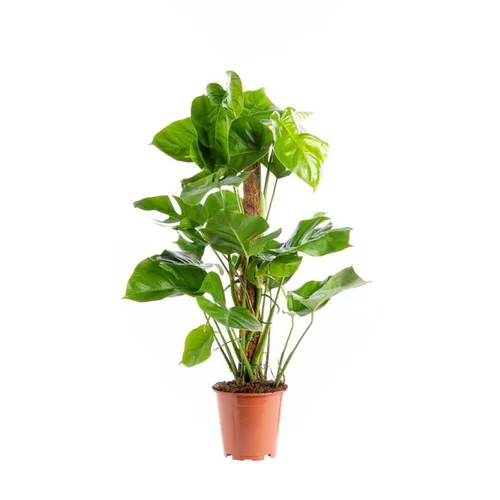 Sélection pour le jardin:Monstera Deliciosa avec tuteur mousse. Le pot Ø 19 cm