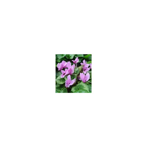 Jardin et loisirs:Cyclamen Hederifolium - Le pot de 2 litres