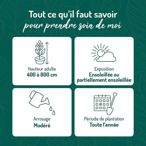Pour vos extérieurs：Vigne vierge QUINQUEFOLIA. Le pot de 3 litres