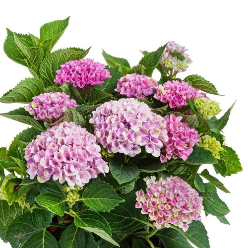 Style jardin:Hortensia Magical (Hydrangea Paniculata) Multicolore. Le pot de 10 litres