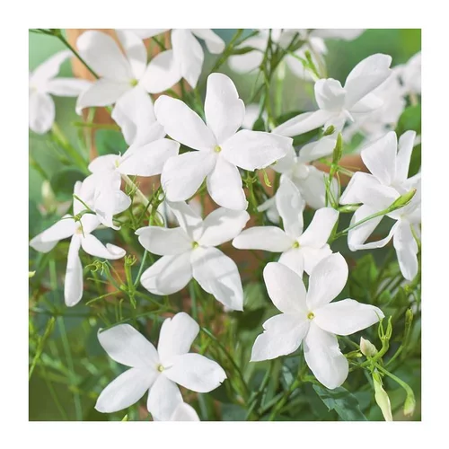 Sélection pour votre jardin：JASMIN GRANDIFLORUM DE GRASSE. Le pot de 3 litres